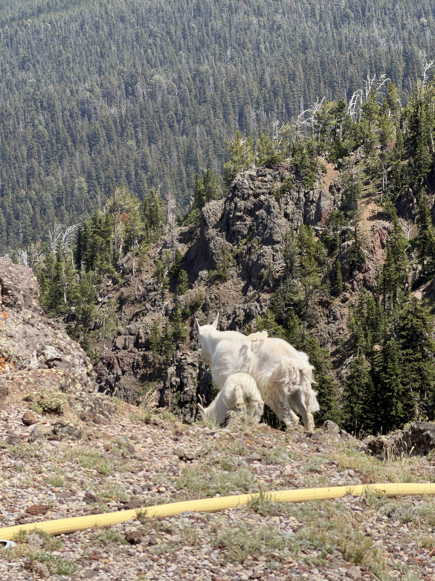 Mountain goats on a rocky ridge above a forested valley on a hike